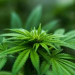 Club fumadores cannabis 1 150x150