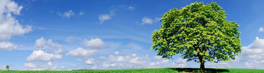 Contenido de la memoria ambiental