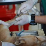Licencia Actividad Veterinario 150x150 Licencia Actividad Veterinario 150x150