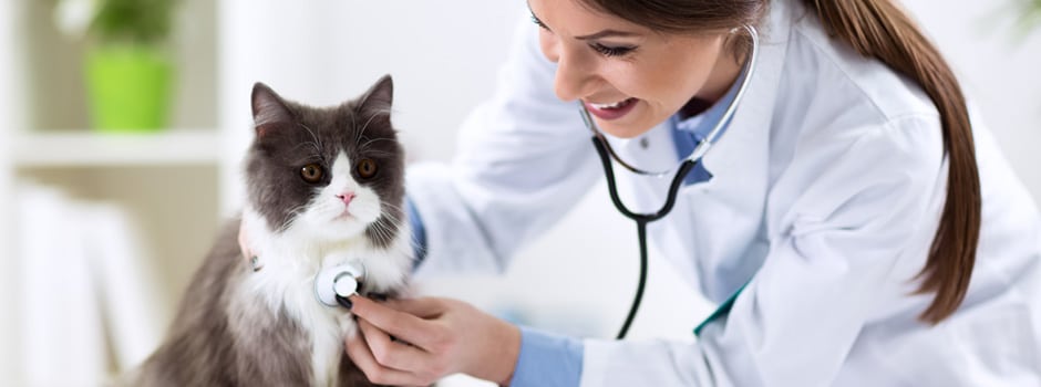 Licencia Actividad centro veterinaria Licencia Actividad centro veterinaria