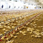 Licencia Granja Aves 150x150 Licencia Granja Aves 150x150