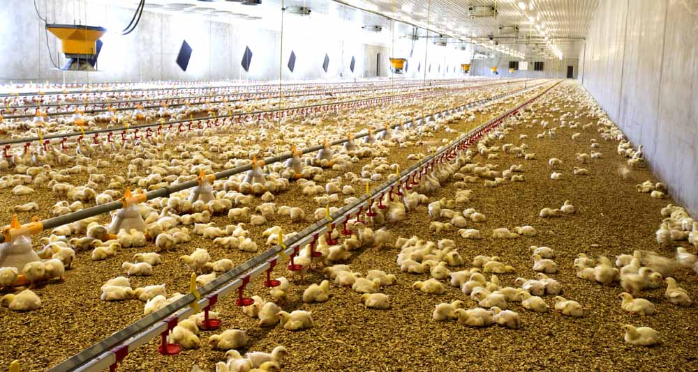 Licencia Granja Aves