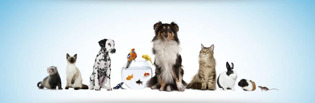 Licencia de Actividad clínica veterinaria 1024x337 Licencia de Actividad clínica veterinaria 1024x337