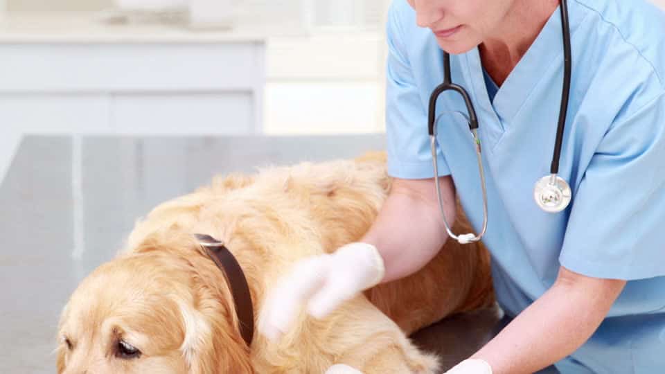 Licencia de Actividad consulta veterinaria Licencia de Actividad consulta veterinaria