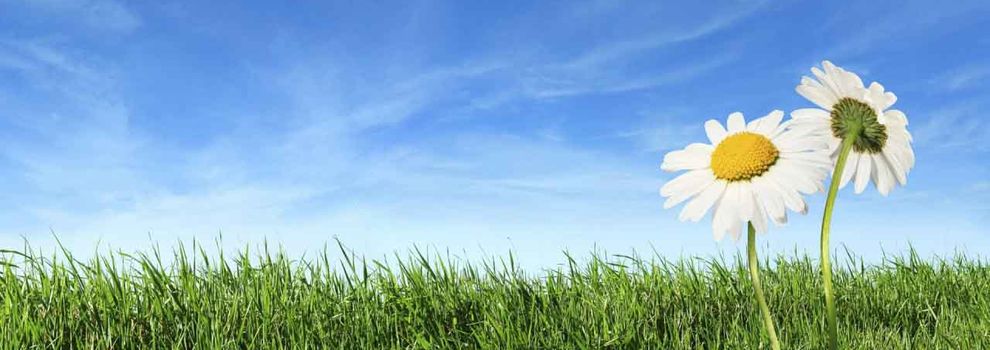 memoria ambiental contenido